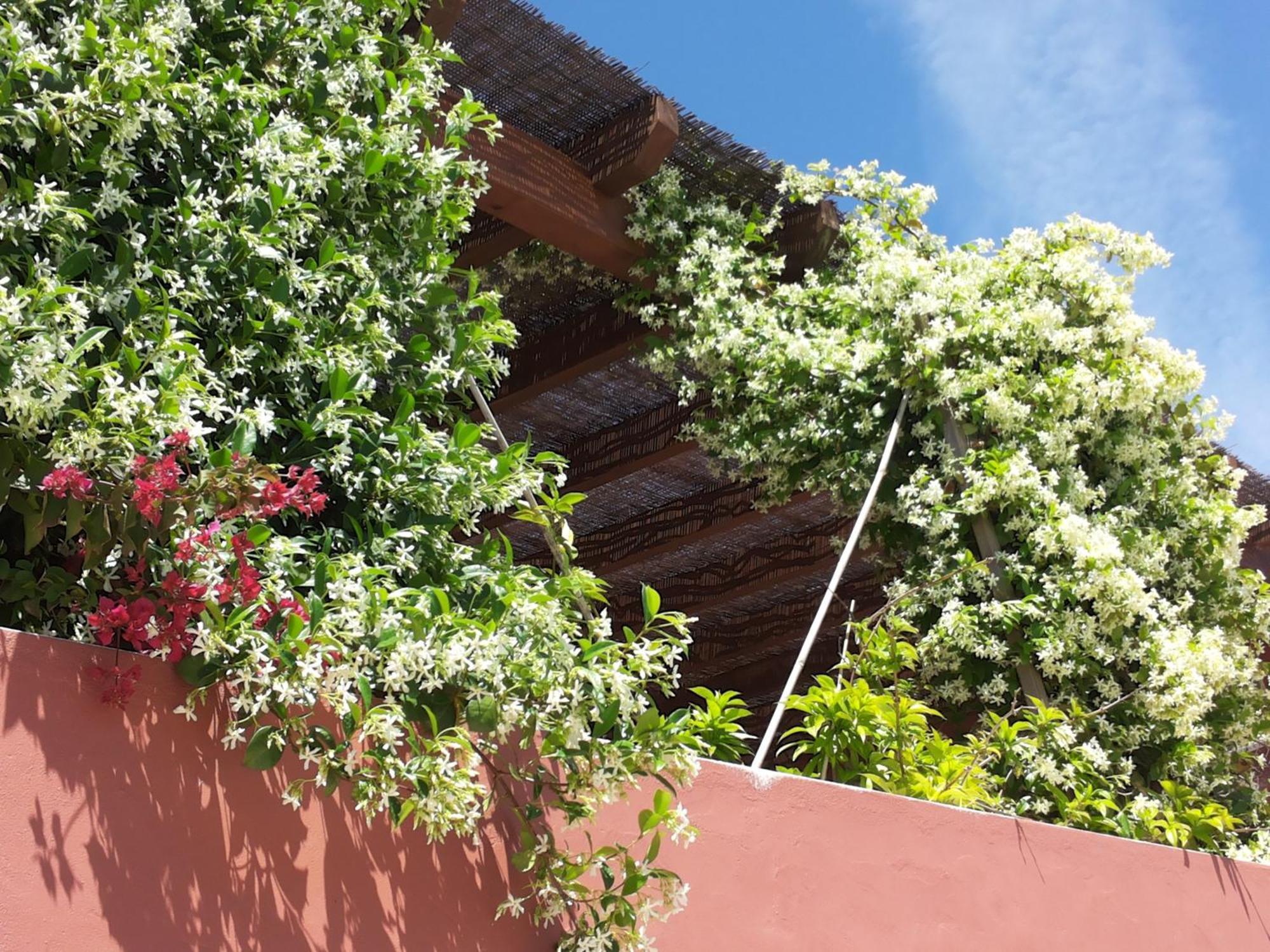 Bed and Breakfast Gato Preto De Silves - Adults Only Екстер'єр фото